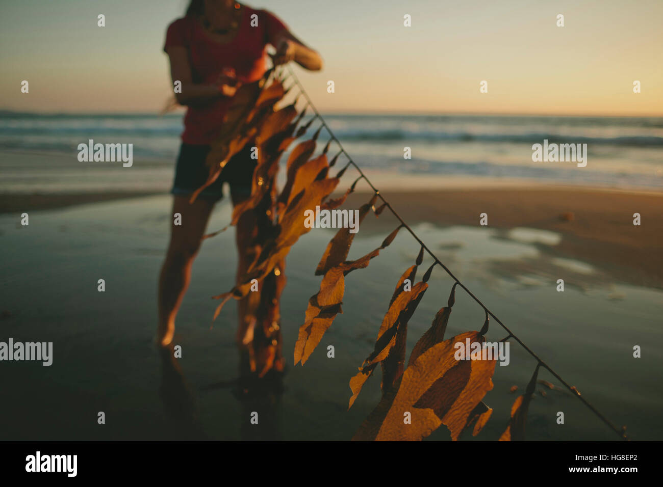 La section basse de woman holding seaweed garland à la plage pendant le coucher du soleil Banque D'Images