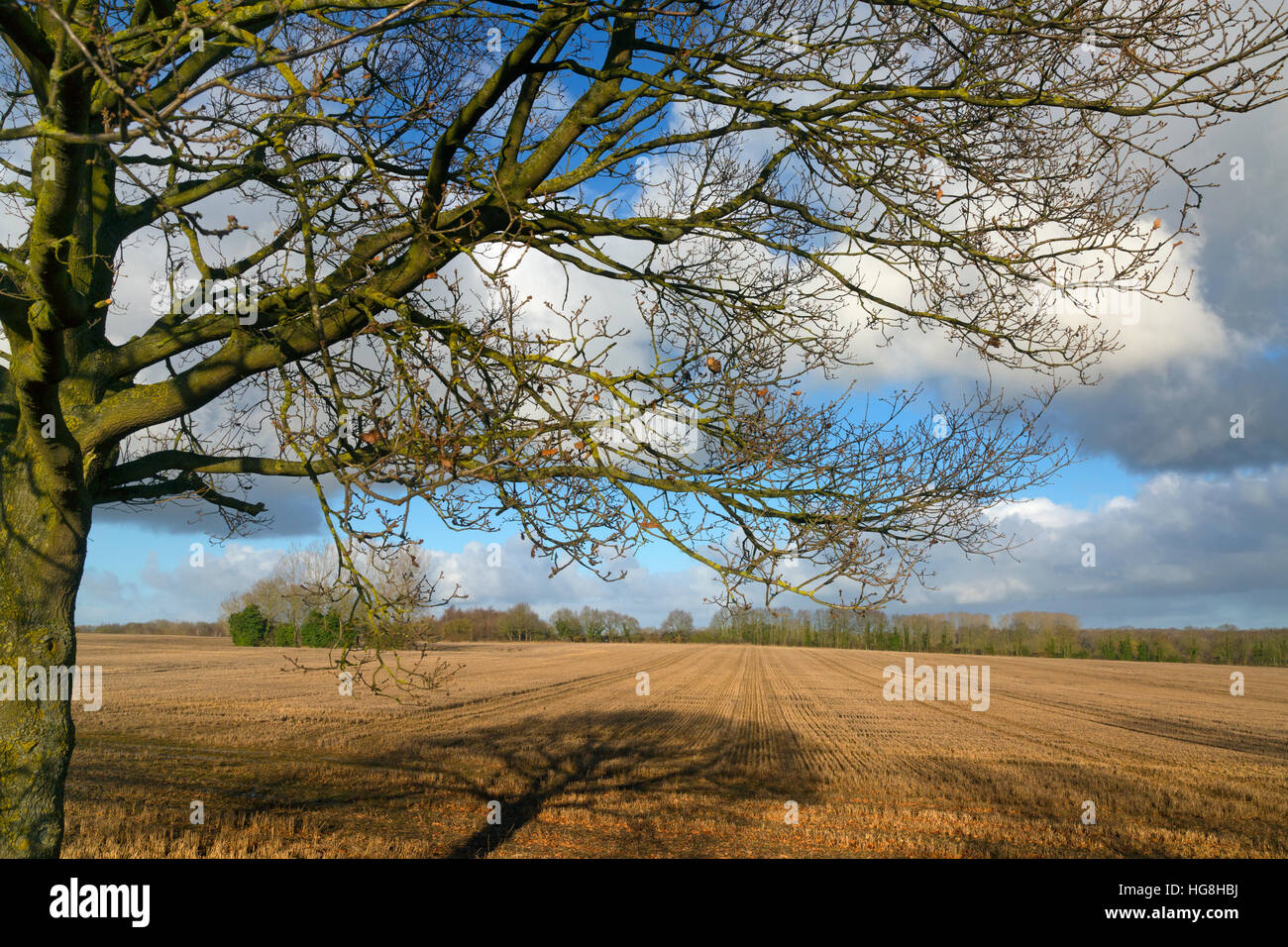 Terres arables et Oaks Reepham Norfolk sur l'après-midi d'hiver Banque D'Images