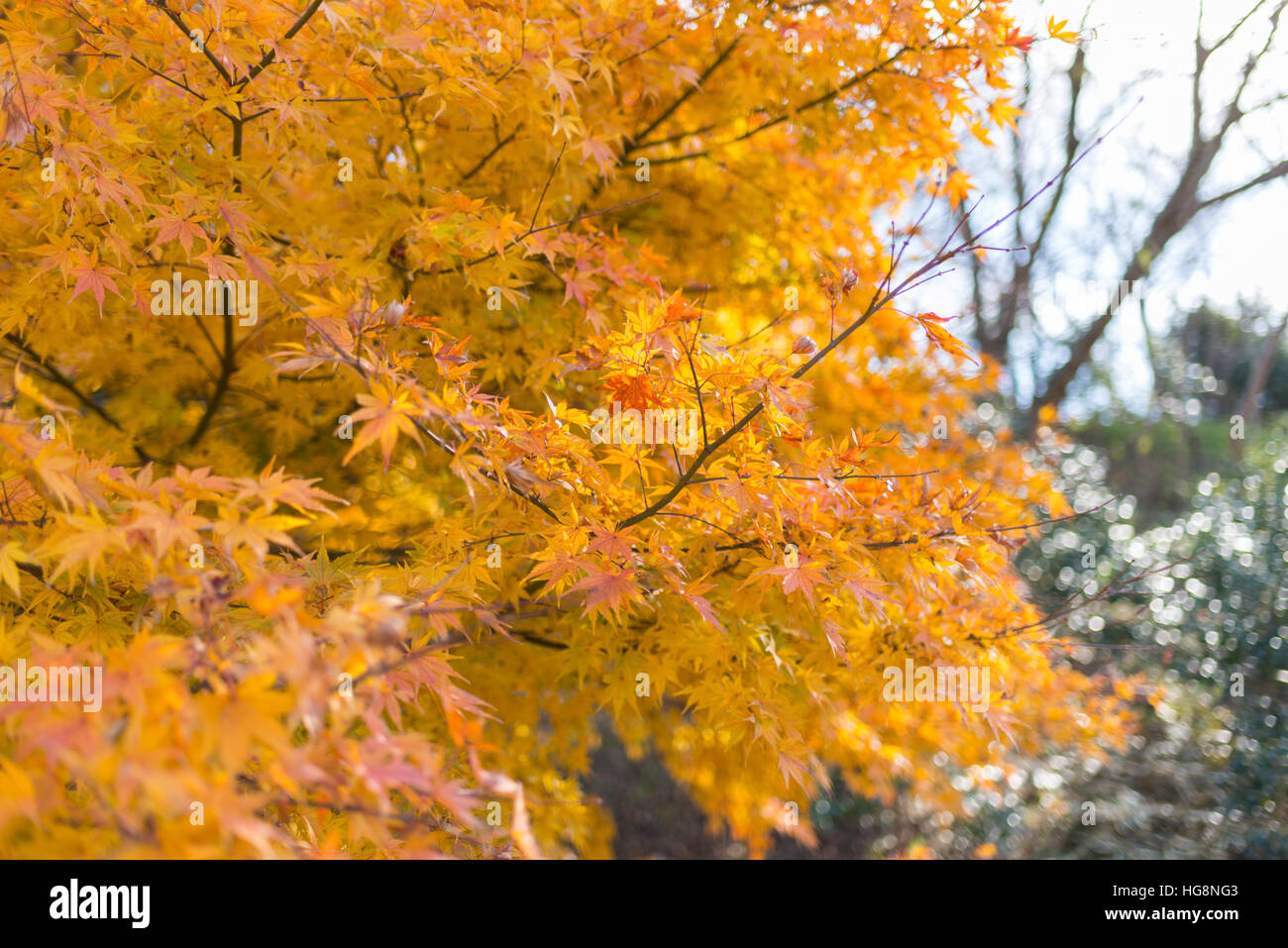 Belle Feuille d'érable rouge arbre dynamique au Japon Banque D'Images