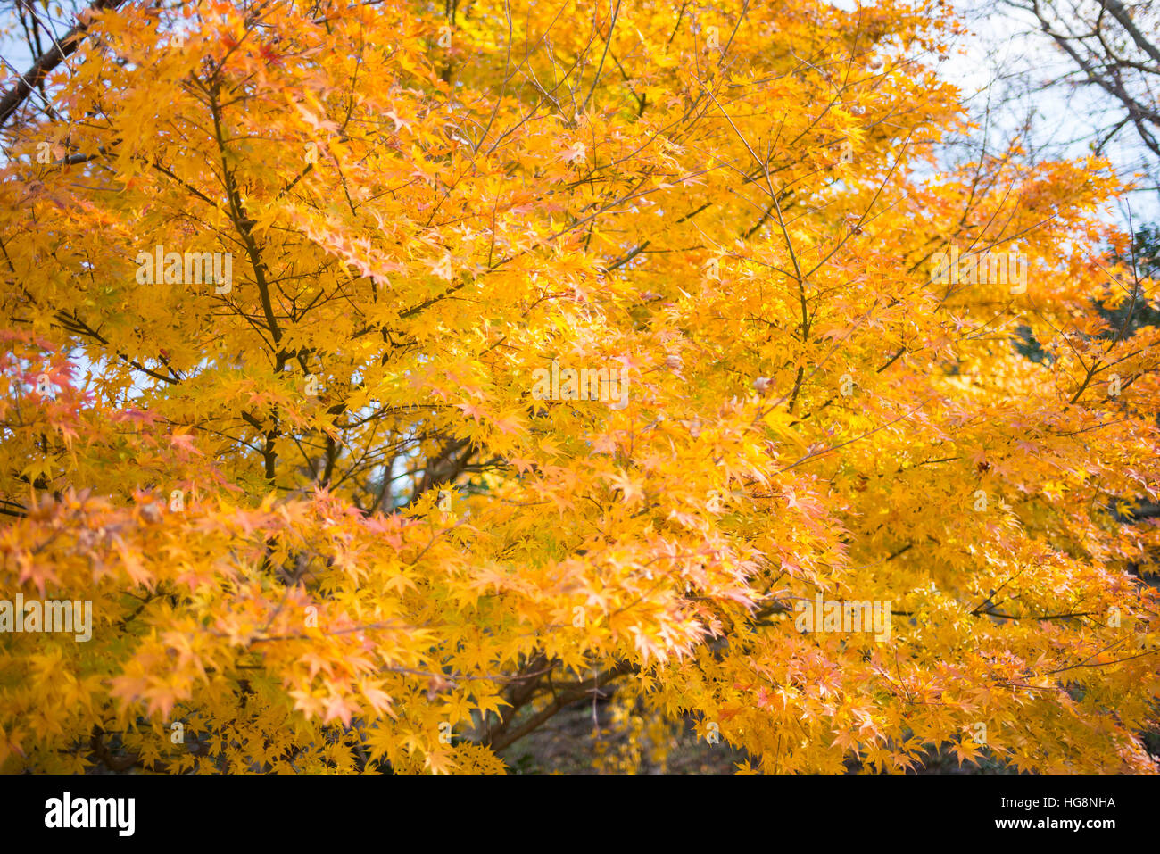 Belle Feuille d'érable rouge arbre dynamique au Japon Banque D'Images