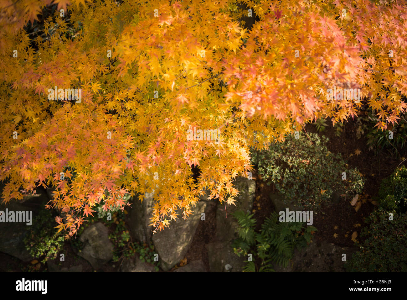 Belle Feuille d'érable rouge arbre dynamique au Japon Banque D'Images