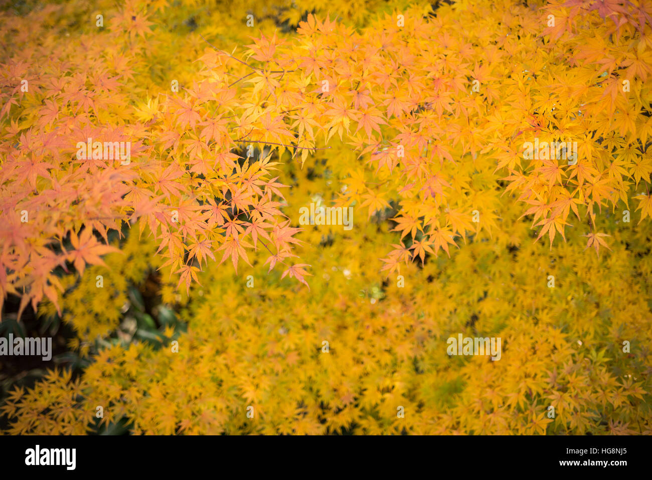 Belle Feuille d'érable rouge arbre dynamique au Japon Banque D'Images