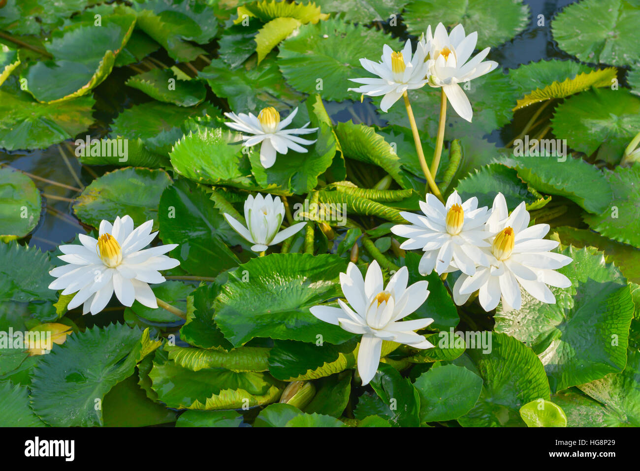 Lotus blanc Banque D'Images
