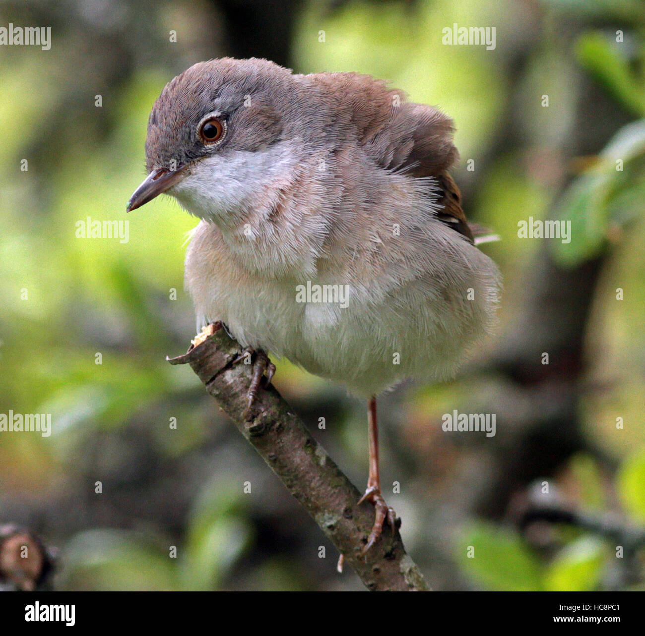Blanc-éthroat commun, Curruca communis, gros plan, macro, contact visuel Banque D'Images