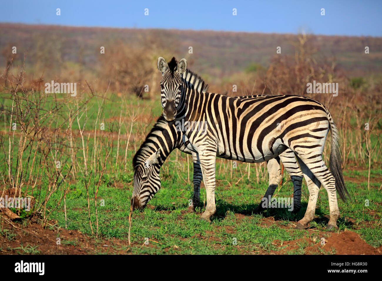 Burchell Zèbre des plaines, Equus burchelli quagga (), deux animaux, l'alimentation, le parc national Kruger, Afrique du Sud, l'Afrique Banque D'Images