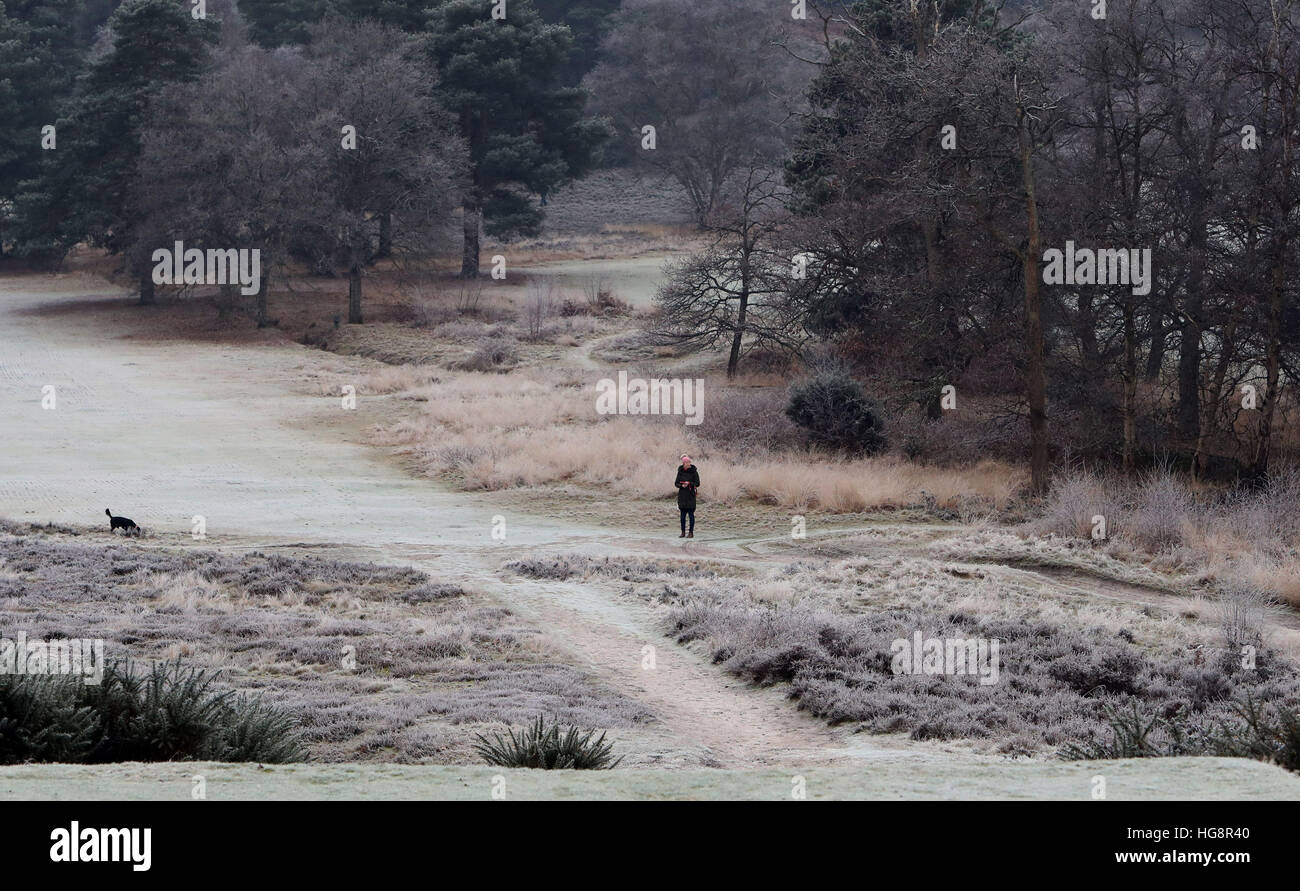 Un chien walker sur un frosty Reigate Heath à Surrey, à mesure que les températures dans le sud de l'Angleterre a chuté au-dessous de zéro. Banque D'Images