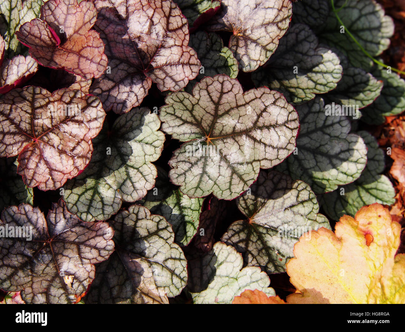 Heuchera 'Silver Scrolls' - alumroot, coral bells Banque D'Images