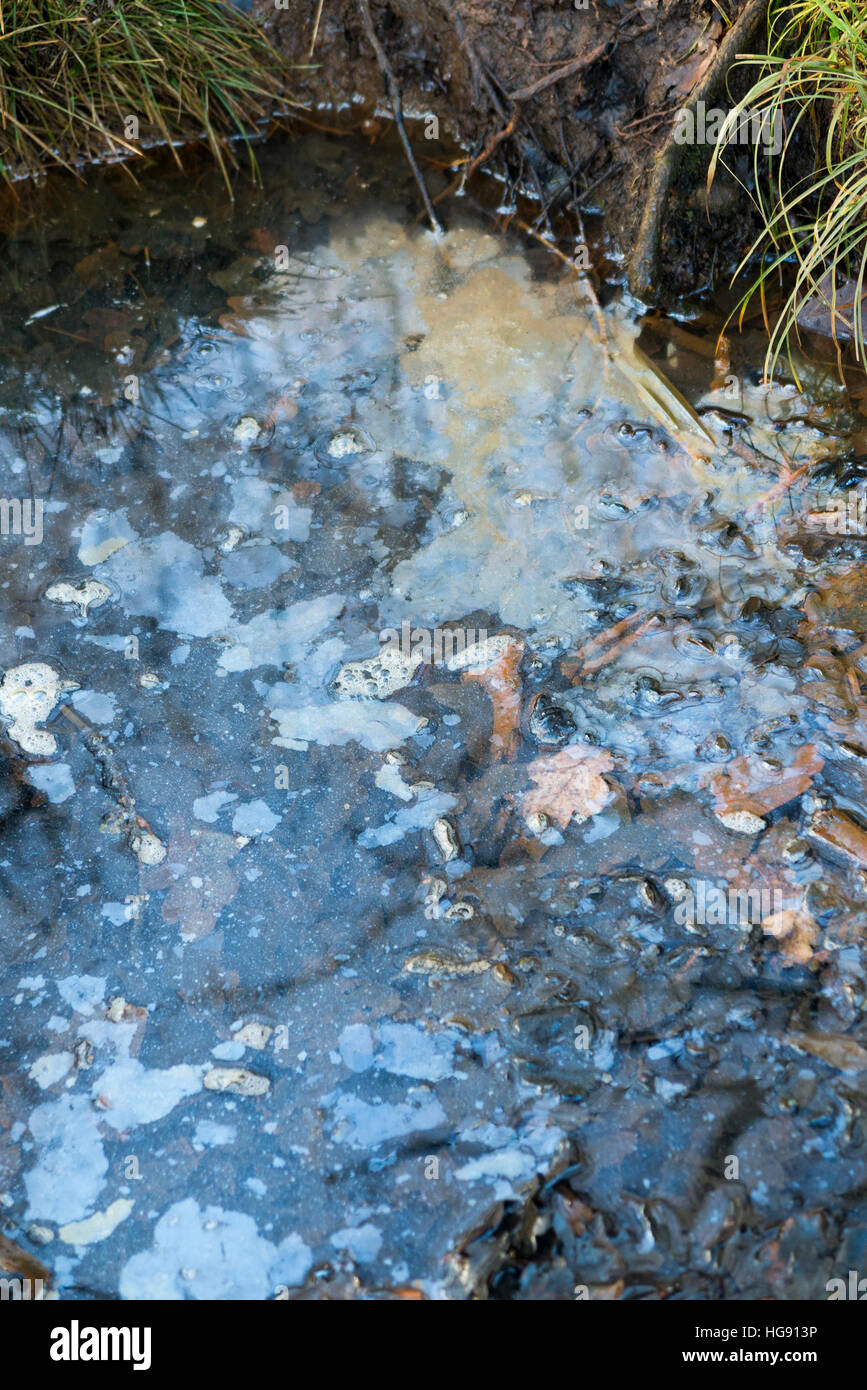 Piscine d'eau / étang / flux lent contaminé / pollué par la surface / huile flottante ou contamination par la graisse. Commune du West End, près d'Esher, Surrey. ROYAUME-UNI. Banque D'Images