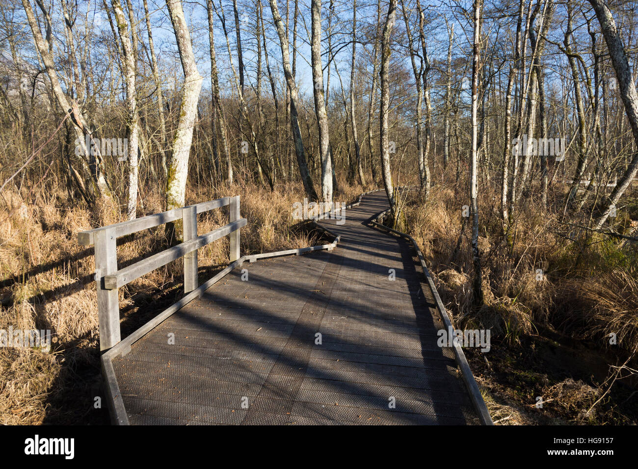 Voie de Passage / pied / chemin / sentier de promenade touristes / les randonneurs en marais de Lavours Réserve naturelle nationale, Ain, France Banque D'Images