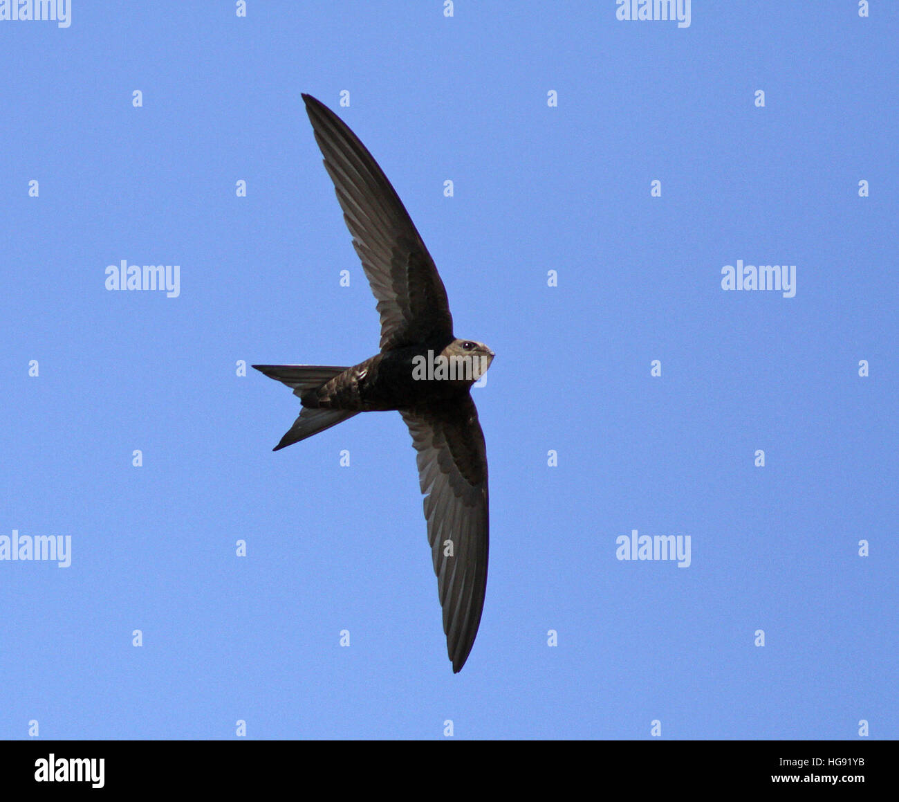 SWIFT / Common Swift, Apus apus, ciel bleu Banque D'Images