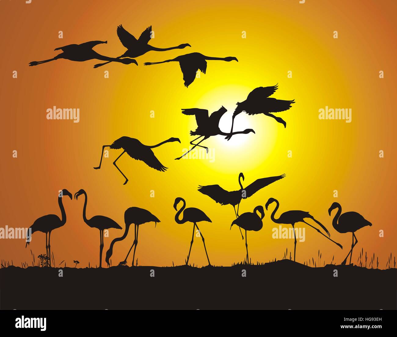 Les flamants roses et le troupeau coucher du soleil Banque D'Images