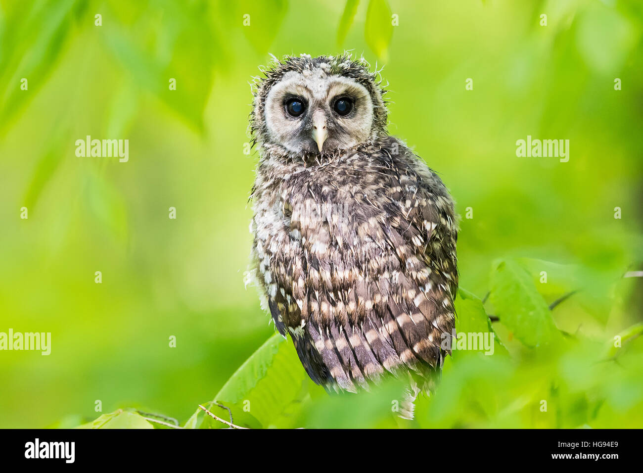 Jeune Chouette rayée se cache humide imbibé d'entre les feuilles vertes Banque D'Images