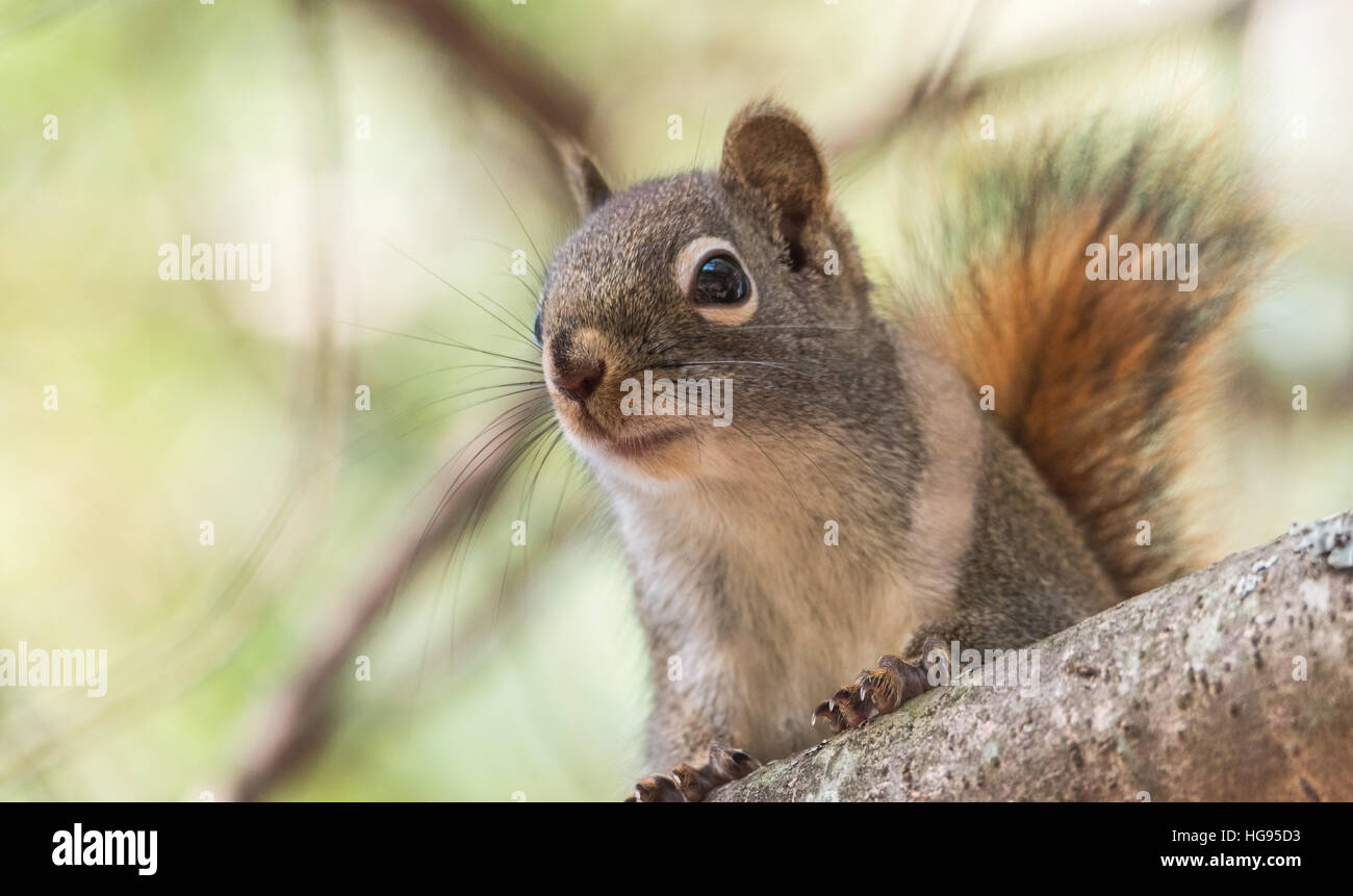 L'écureuil roux, petite créature des bois s'arrête seulement pour un deuxième, courir sur les branches. Banque D'Images