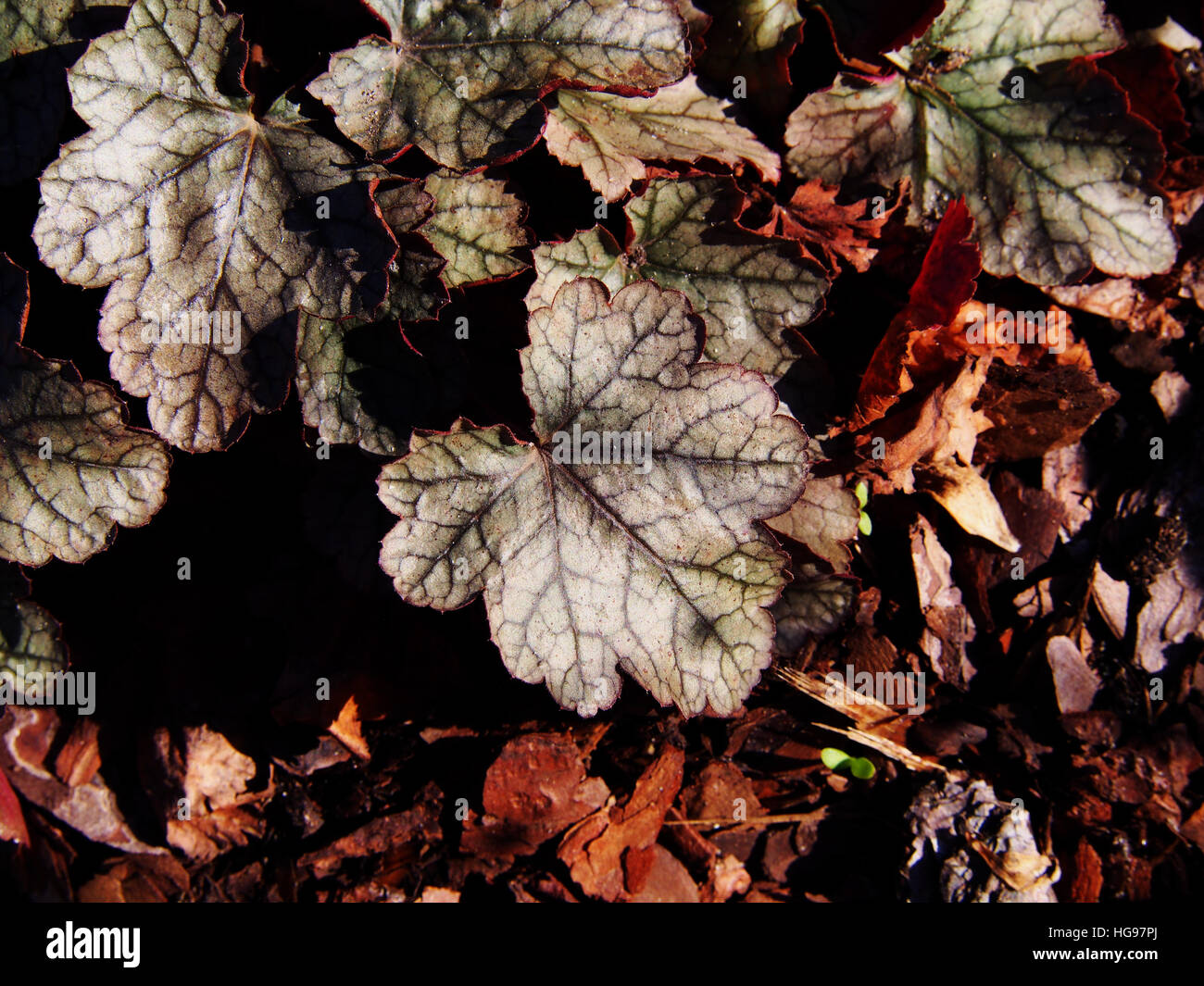 Heuchera 'Frosting' - coral bells, alumroot Banque D'Images