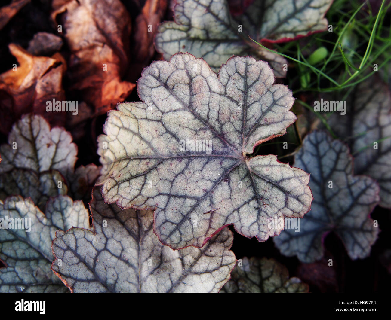 Heuchera 'Frosting' - coral bells, alumroot Banque D'Images