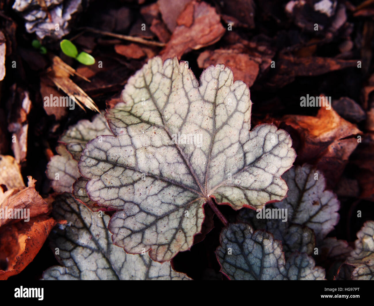 Heuchera 'Frosting' - coral bells, alumroot Banque D'Images