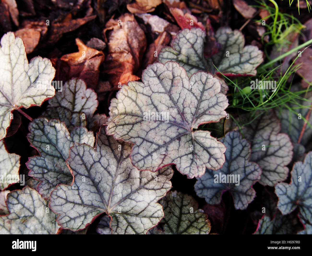 Heuchera 'Frosting' - coral bells, alumroot Banque D'Images