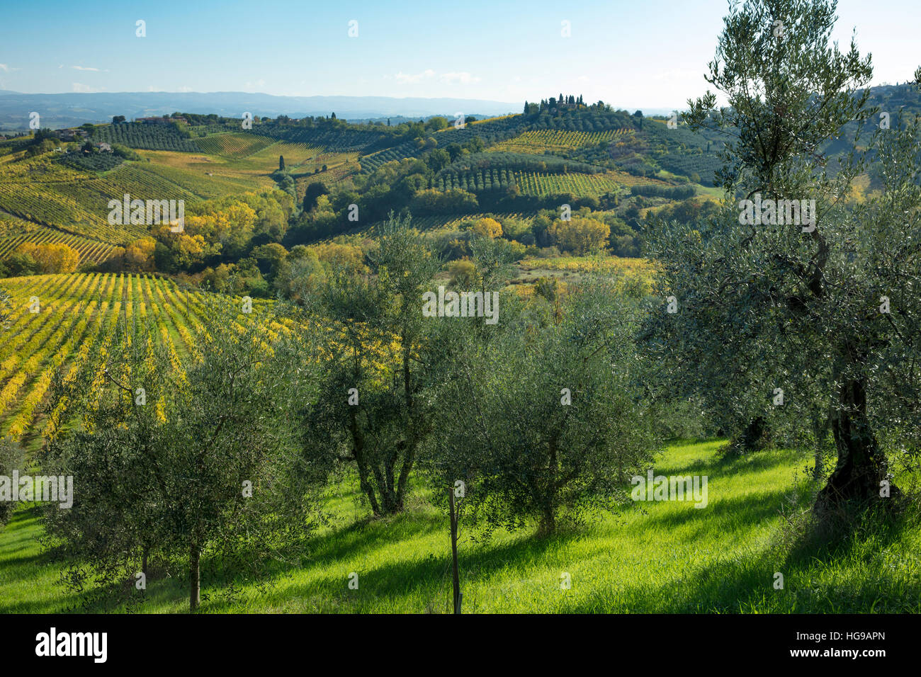 Compte tenu de l'automne campagne toscane près de San Gimignano, Toscane, Italie Banque D'Images