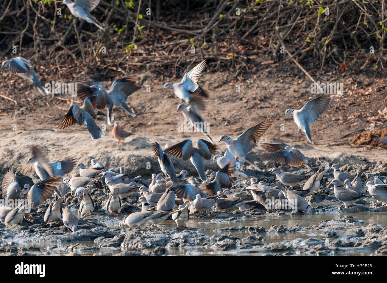 La Tourterelle du Cap de l'eau oiseaux battant des ailes abstract Banque D'Images