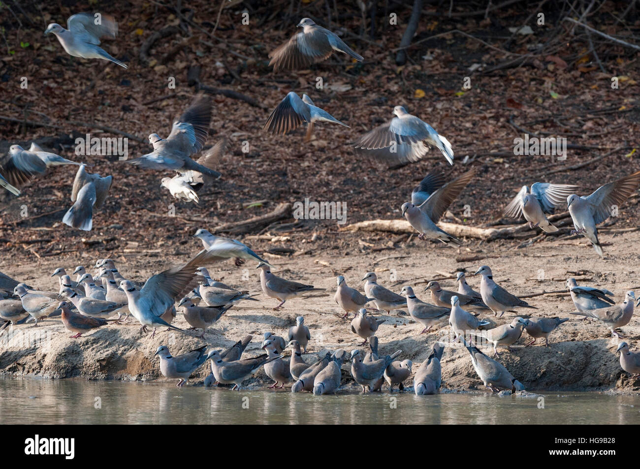 La Tourterelle du Cap de l'eau oiseaux battant des ailes abstract Banque D'Images