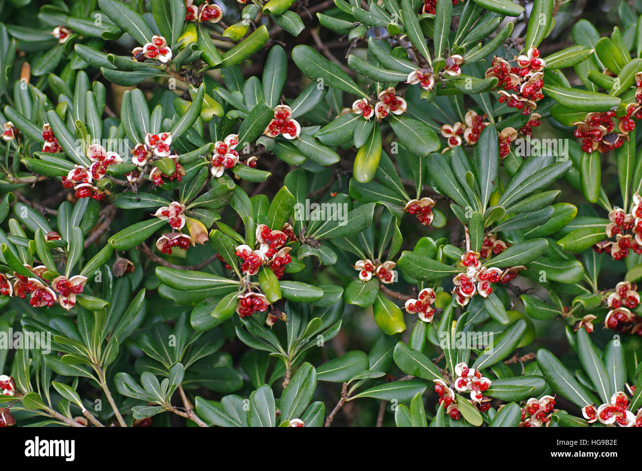 C'est (Pittosporum tobira pittosporum Japonais ou australien laurel) avec des graines matures, pittosporaceae, Banque D'Images