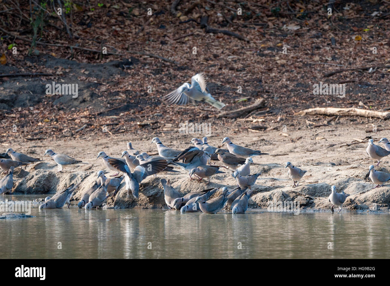 La Tourterelle du Cap de l'eau oiseaux battant des ailes abstract Banque D'Images