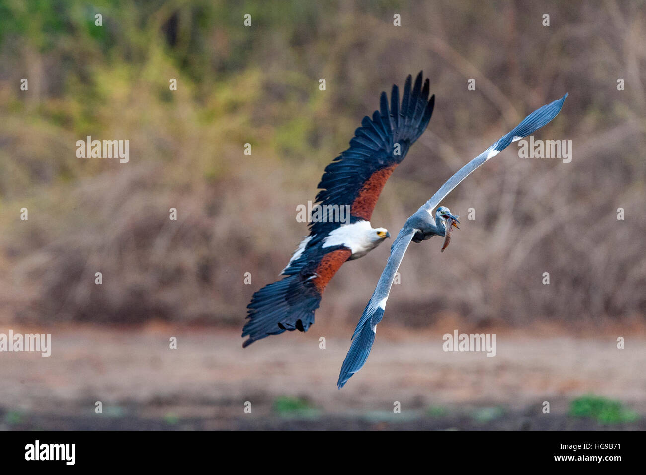 Fish eagle chasing héron cendré pour pêcher à la mouche vol Banque D'Images