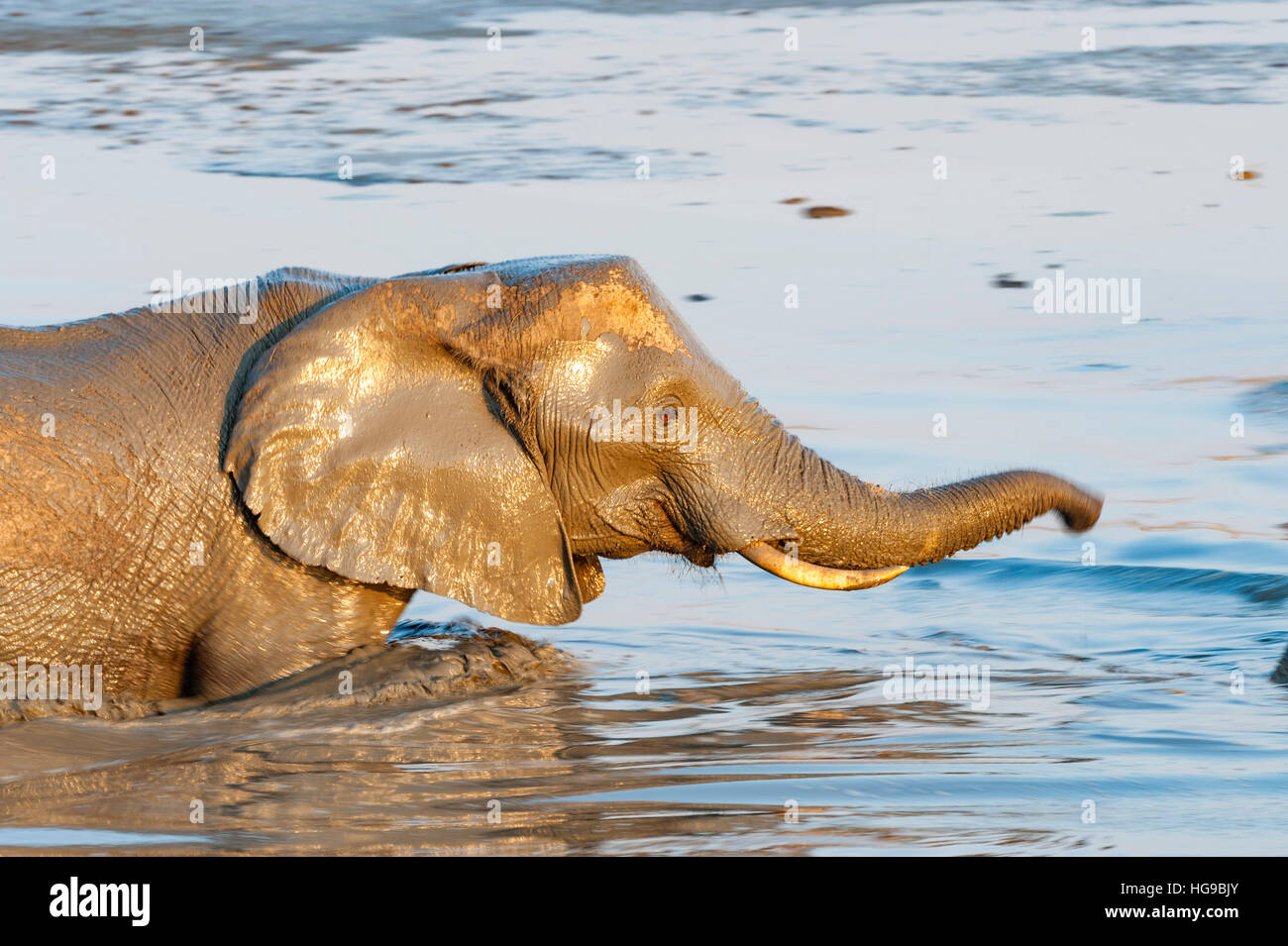Mère et bébé éléphant en eau eau potable se vautre Banque D'Images