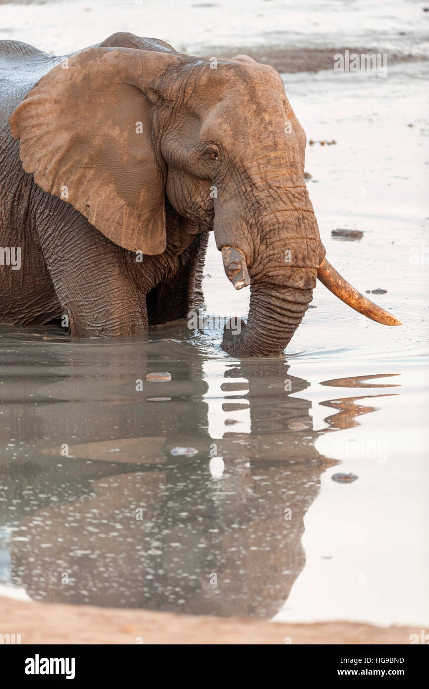 L'éléphant dans l'eau potable gros trou piscine panoramique Banque D'Images