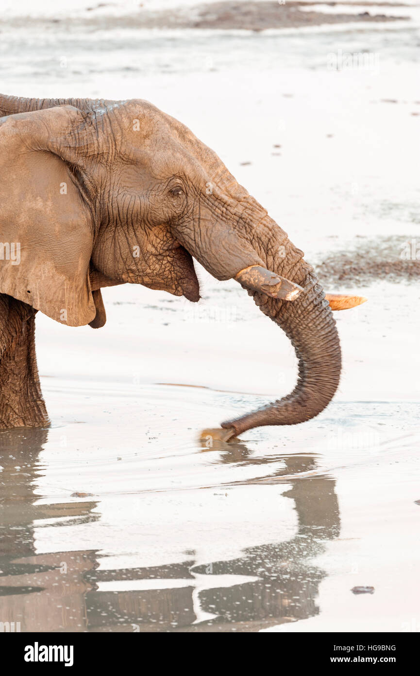 L'éléphant dans l'eau potable gros trou piscine panoramique Banque D'Images