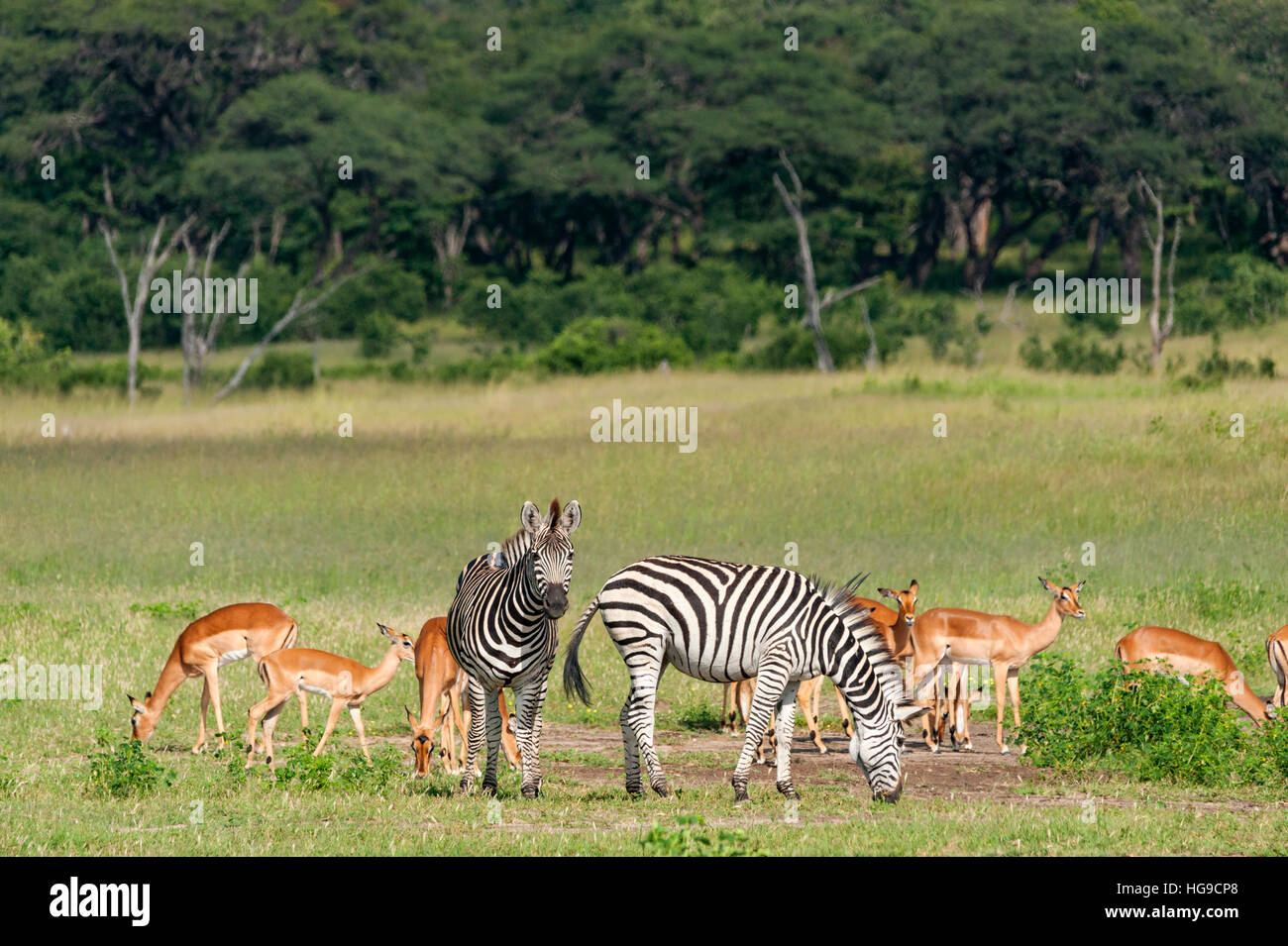 Zebra et Impala ont été vues dans un trou d'eau de la saison verte dans le parc national de Hwange, au Zimbabwe. Banque D'Images