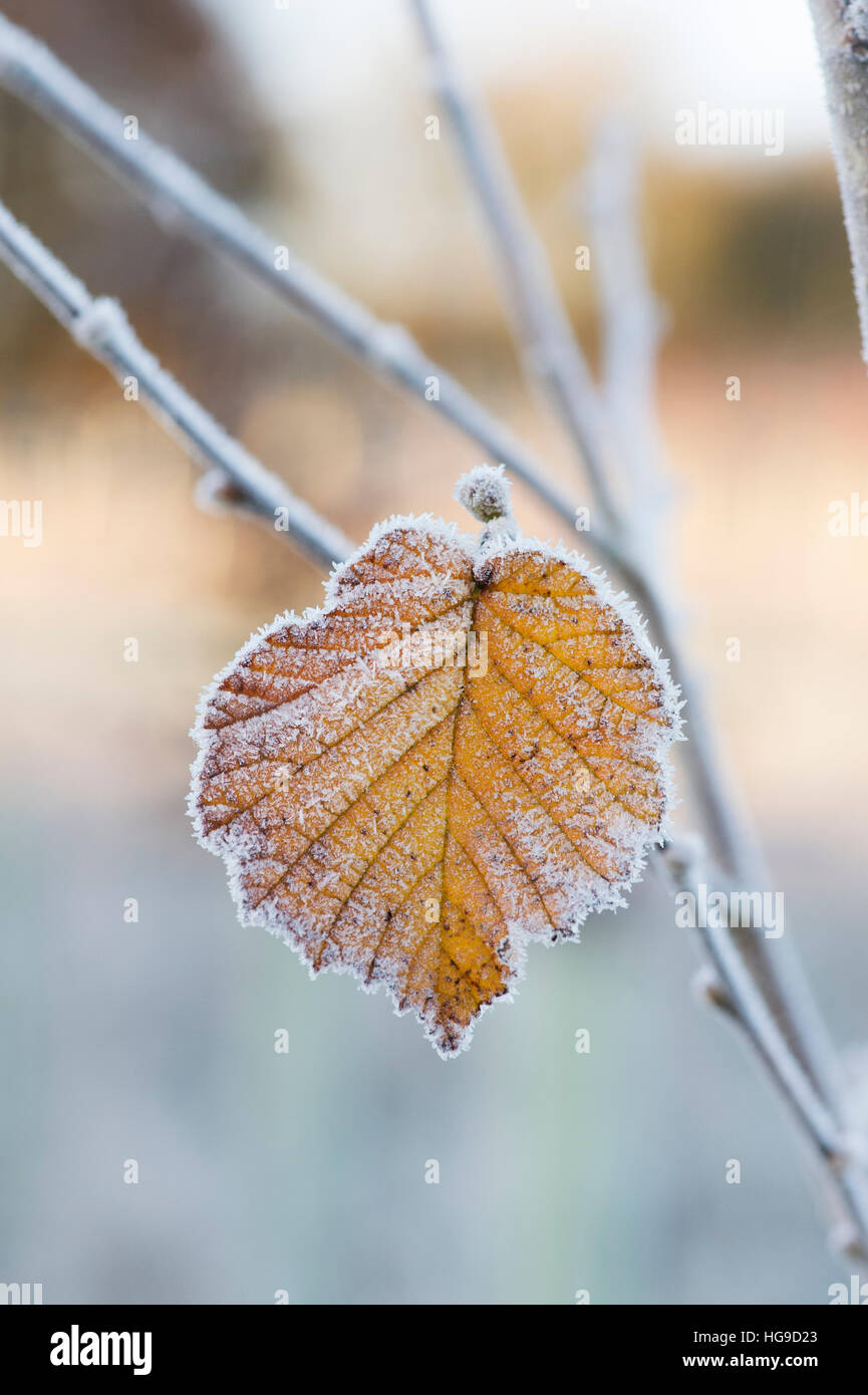 Hazel tree leaf givrée en hiver Banque D'Images