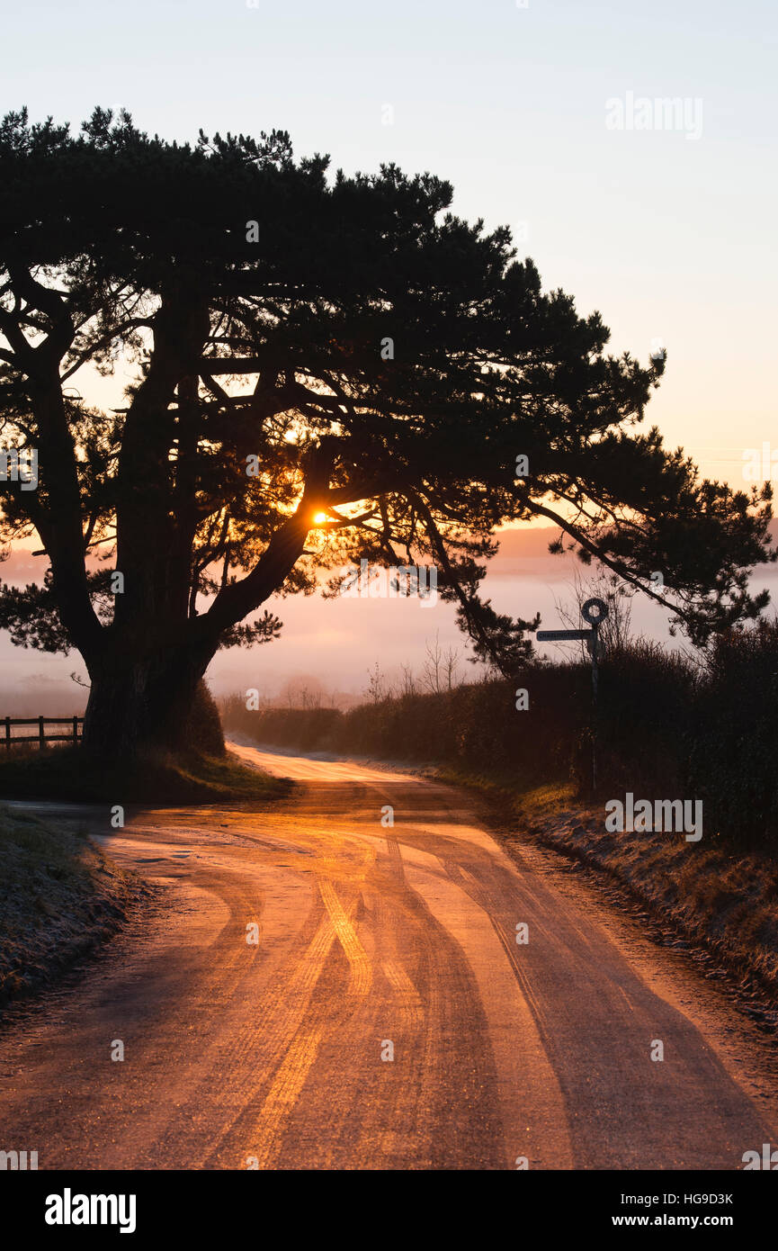 Hiver arbre Silhouette et frosty road au lever du soleil. C Chadlington, Oxfordshire, Cotswolds, en Angleterre Banque D'Images