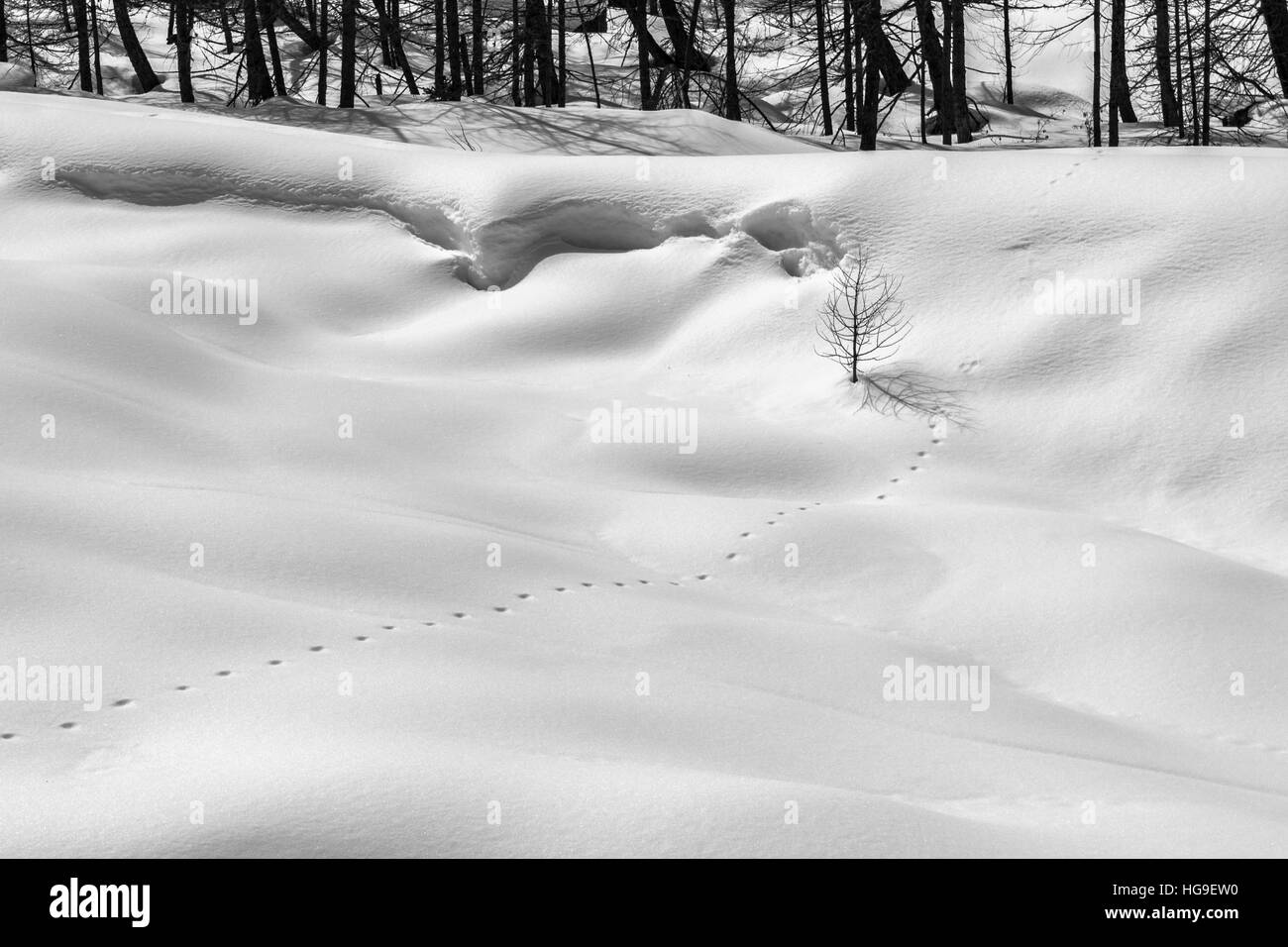 Montagne en hiver. Les voies de l'animal sauvage sur la neige dans une forêt de montagne. Photo en noir et blanc. Banque D'Images