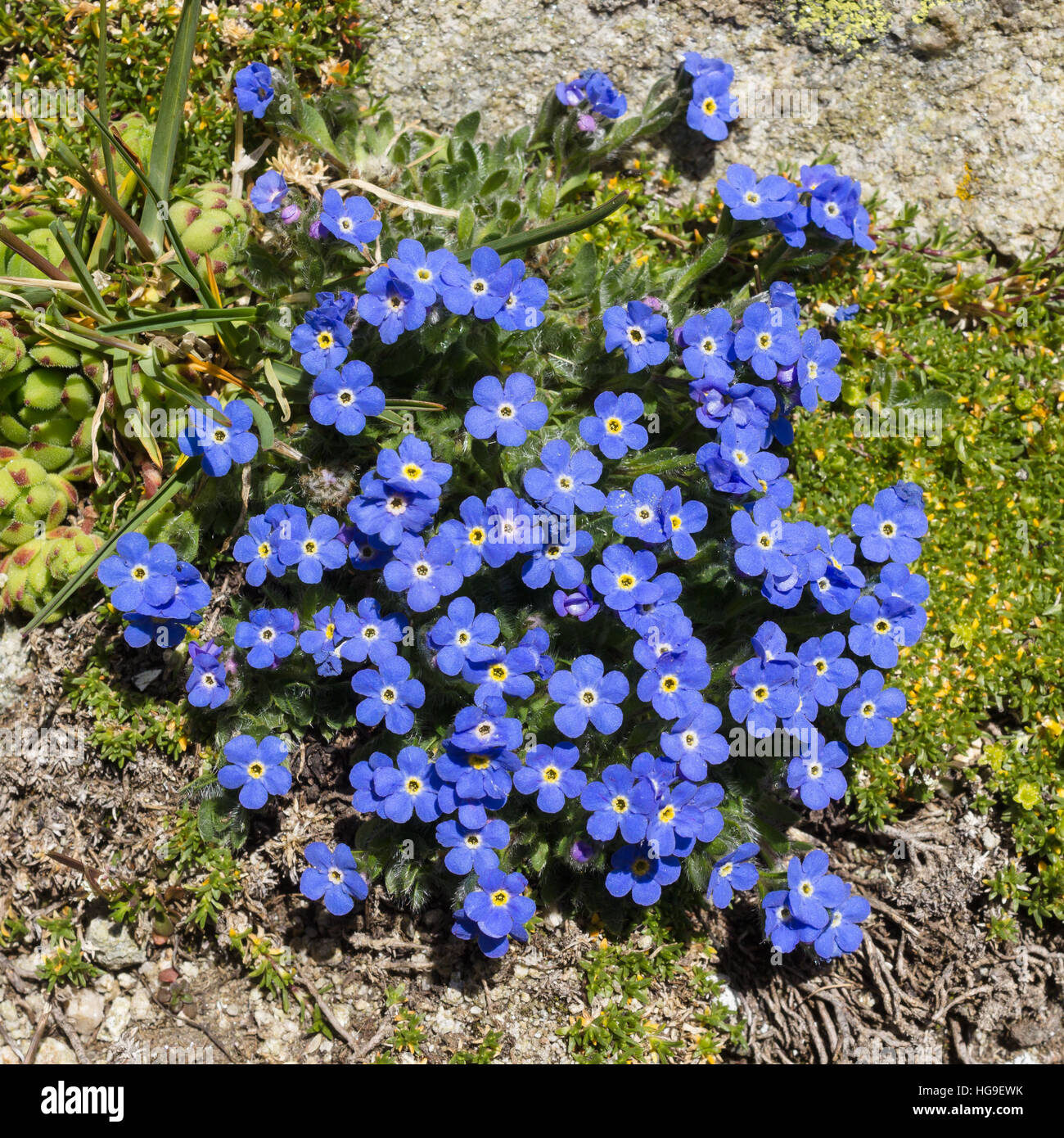 Fleur alpine Eritrichium nanum (arctic alpine forget-me-not), de la vallée d'aoste, Italie. photo prise à une altitude de 3000 mètres Banque D'Images