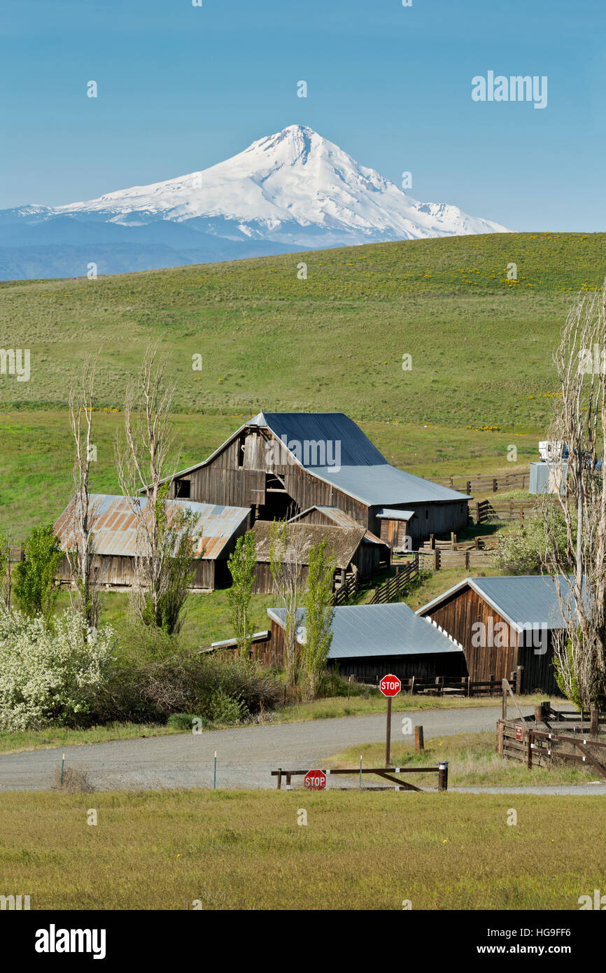 WASHINGTON - Washington s'élevant au-dessus des collines et des granges du Département historique Ranch Mtn Columbia Hills State Park. Banque D'Images