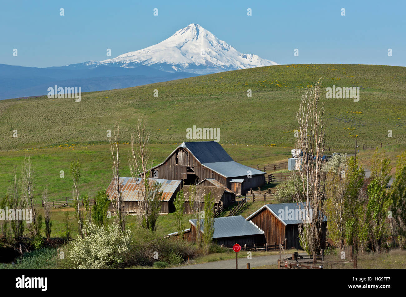 WASHINGTON - Washington s'élevant au-dessus des collines et des granges du Département historique Ranch Mtn Columbia Hills State Park. Banque D'Images