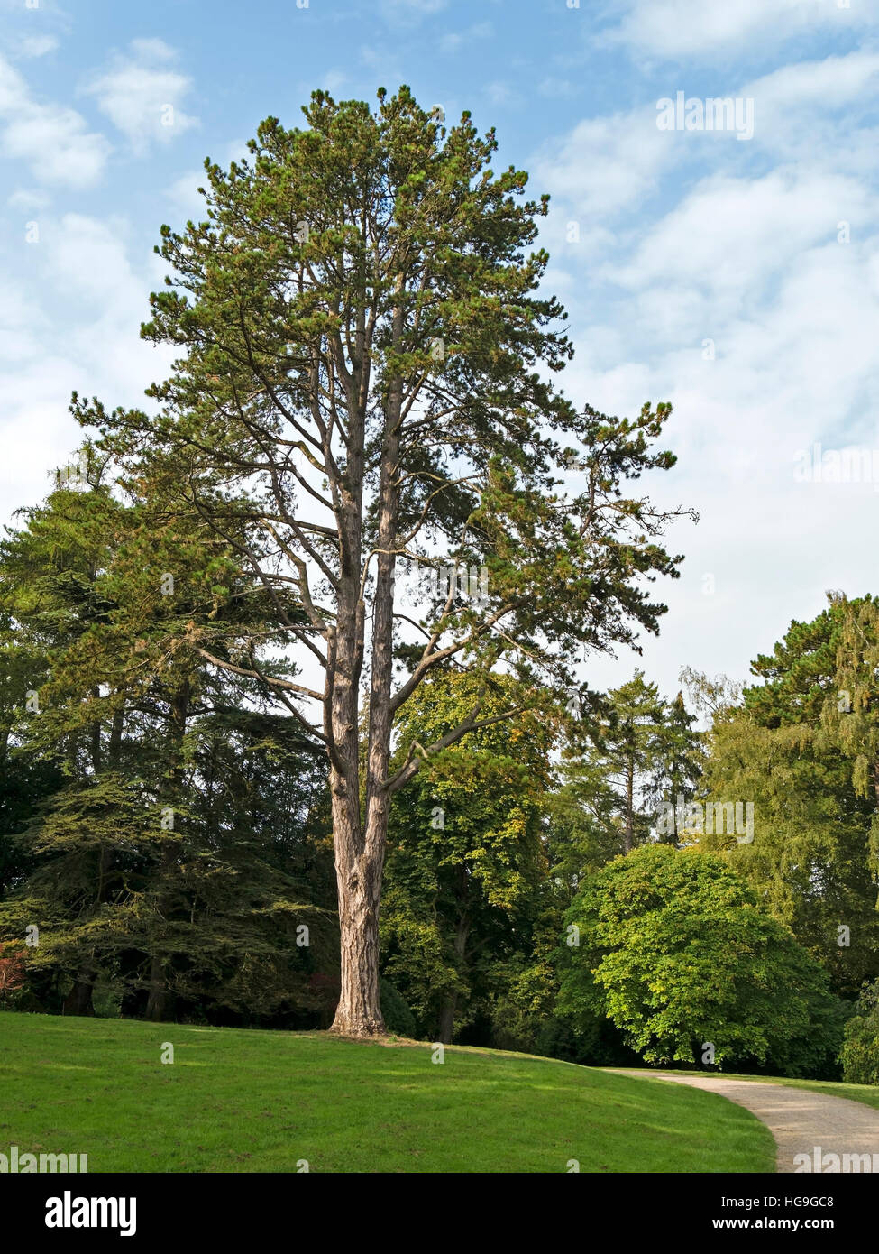 Ou le pin noir d'Autriche (Pinus nigra), Westonbirt Arboretum, Gloucestershire, Angleterre, Royaume-Uni. Banque D'Images