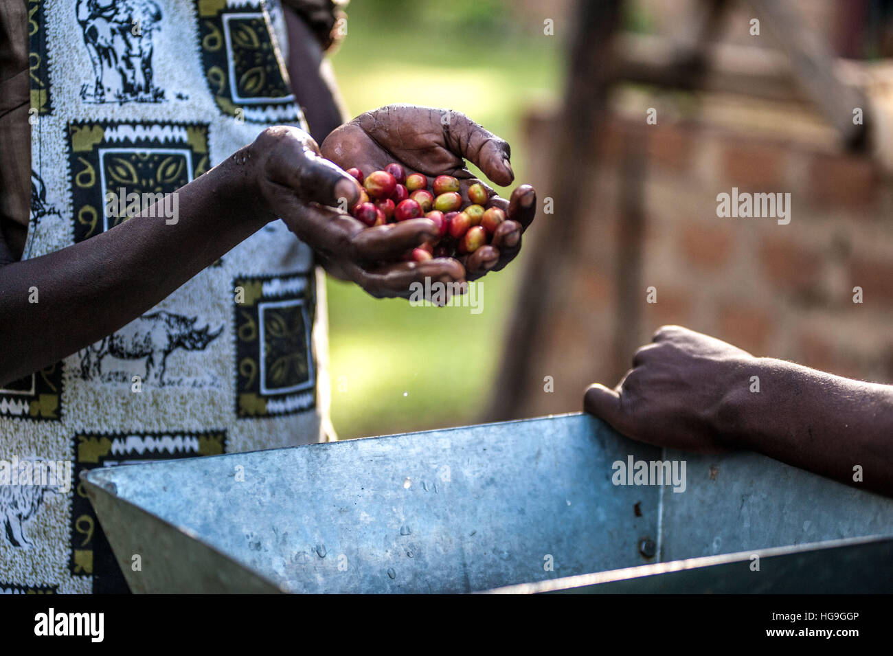 La transformation du café est de l'Ouganda Banque D'Images