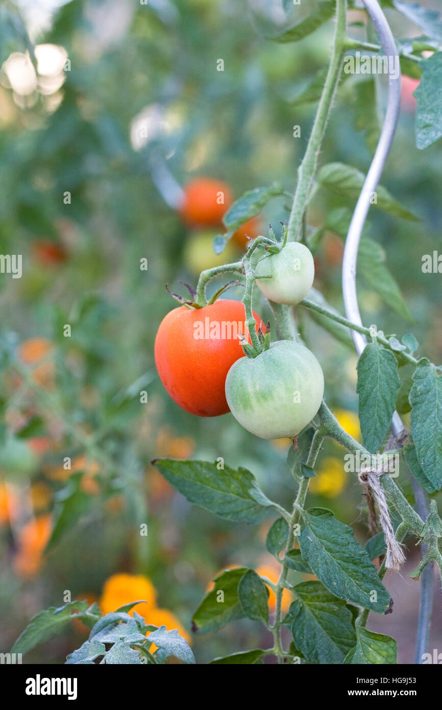 Lycopersicon esculentum. Le mûrissement des tomates sur la vigne plantée d'oeillet fleurs. Banque D'Images