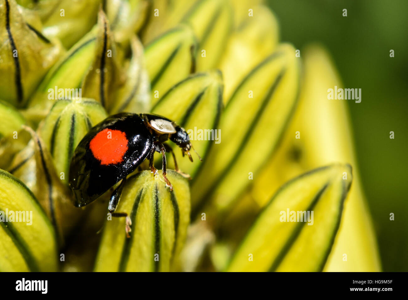 Lady Bird on flower Banque D'Images