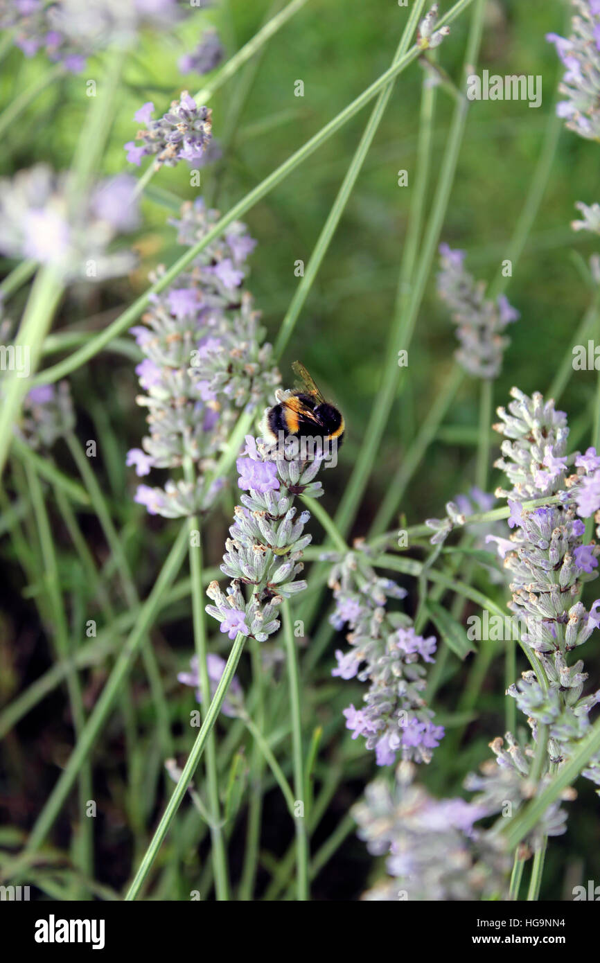 Bumblebee en tenant le pollen de plantes lavande Banque D'Images