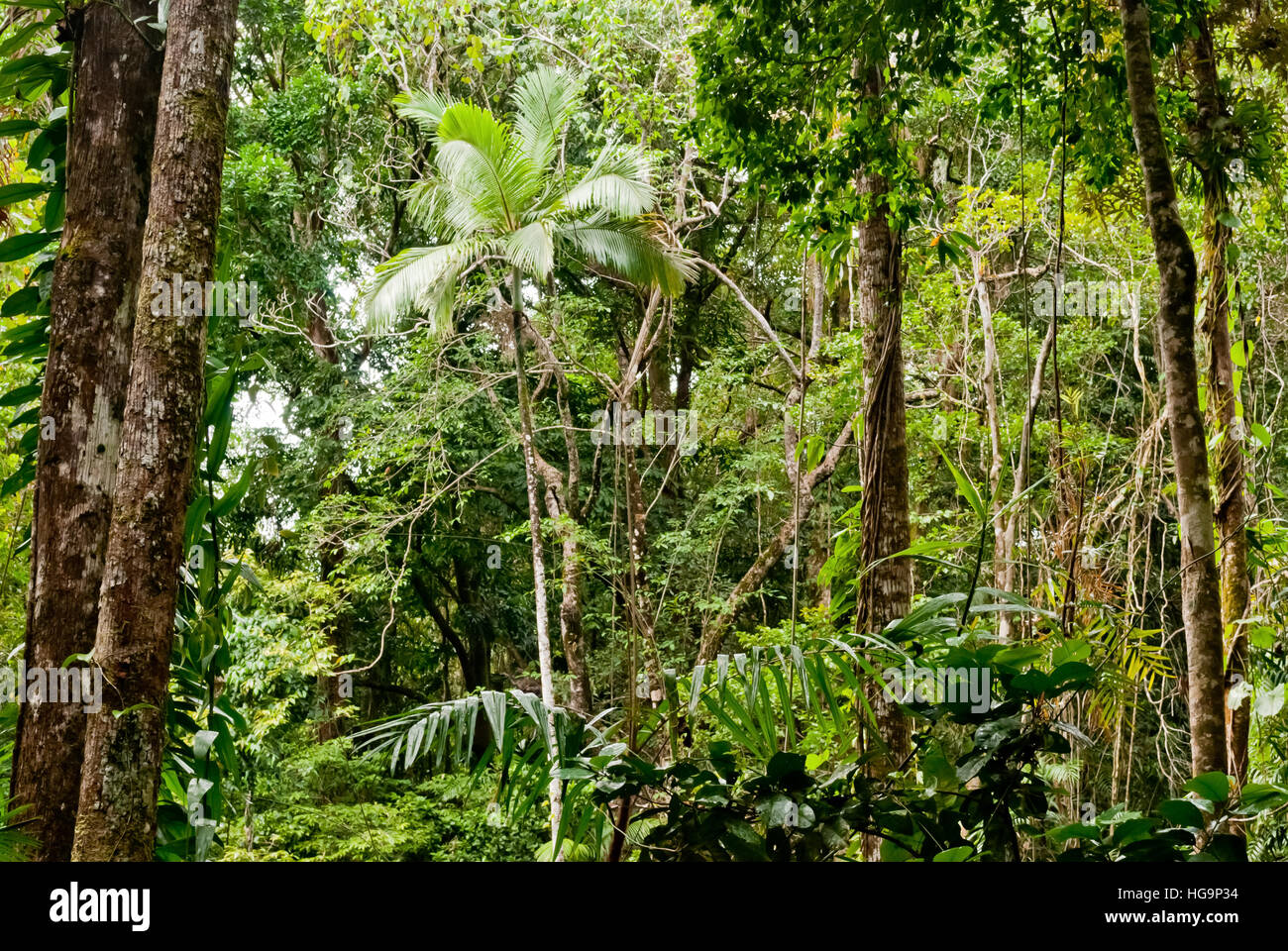 Dans la forêt à Mossman Gorge, Daintree National Park, Australie Banque D'Images