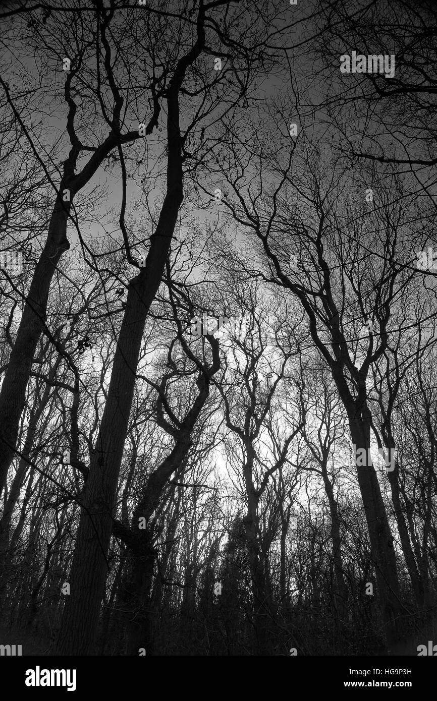 Arbres en hiver à la recherche jusqu'à travers une forêt vers le ciel en monochrome Banque D'Images