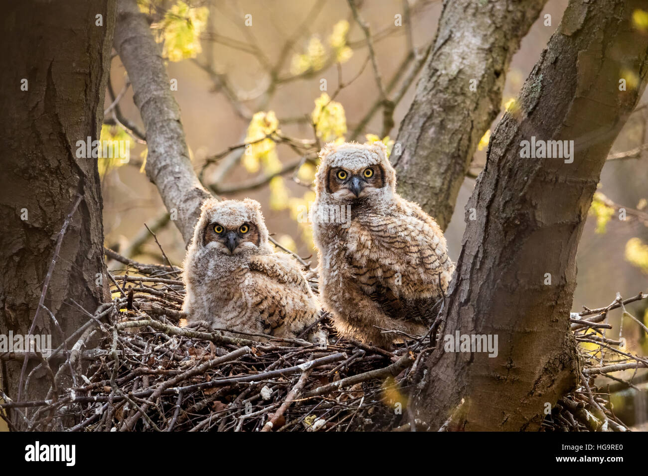 Deux Grand-duc Owlets dans le nid Banque D'Images