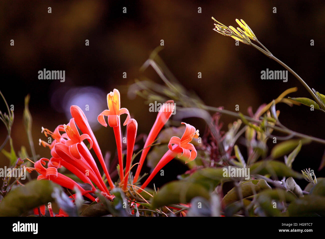 Par-dessus la clôture Banque D'Images