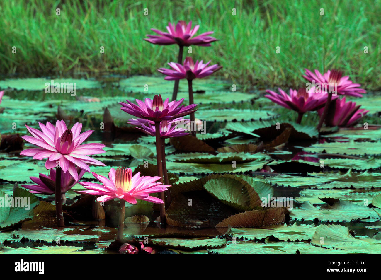 Fleurs de Lotus Banque D'Images