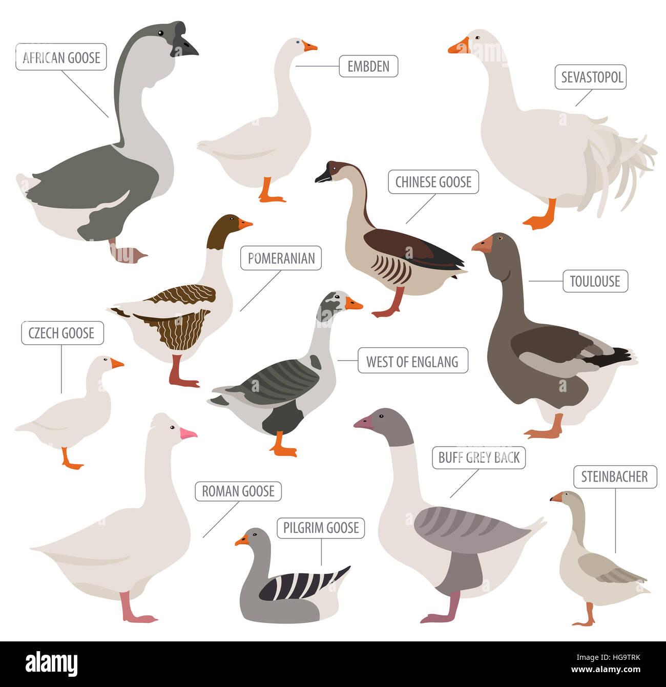 L Elevage De Volailles Races D Oie Icon Set Modele Plat Vector Illustration Photo Stock Alamy