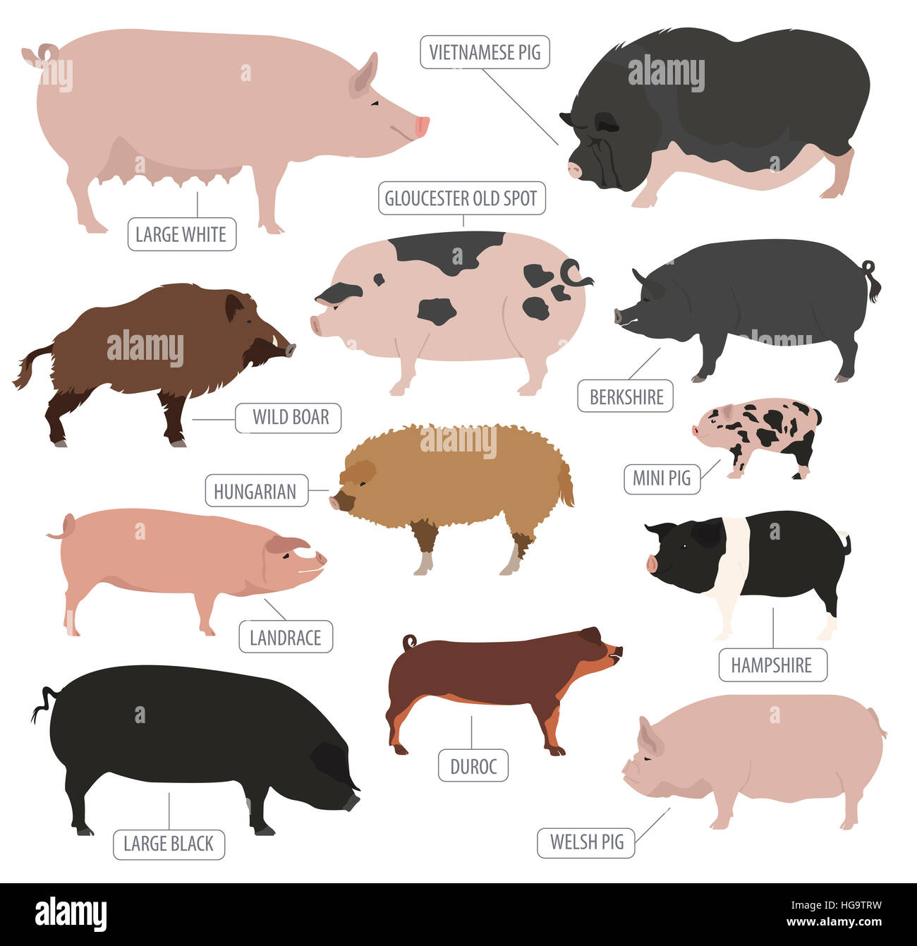 Les porcs, les porcs race icon set. Modèle plat. Vector illustration Banque D'Images Les porcs, les porcs race icon set. Modèle plat. Vector illustration Banque D'Images