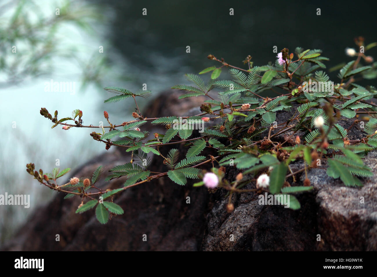 Ne me touche pas, plante. Banque D'Images